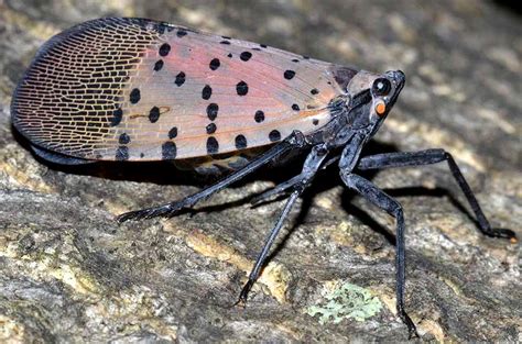 Lanternfly, Other Invasives, Explored In OCCA Programs – All Otsego