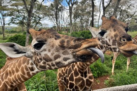 Karen Blixen Museum Beads Craft And Giraffe Day Tour