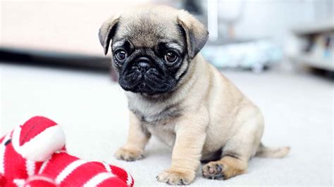 A Pug Puppy | PETSIDI