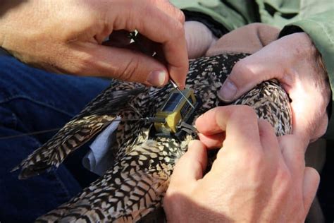 Mapping long-billed curlew migration - WyoFile