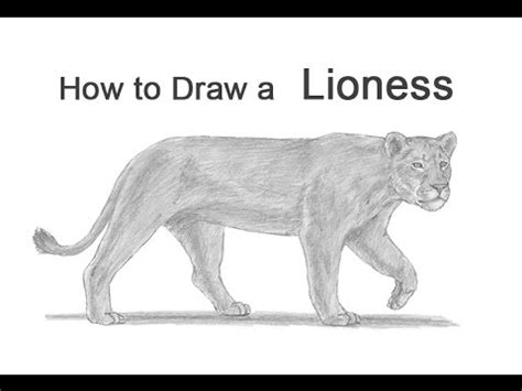 How To Draw A Lioness Youtube