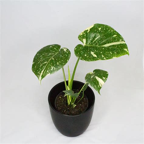 Monstera Thai Constellation - forest + field