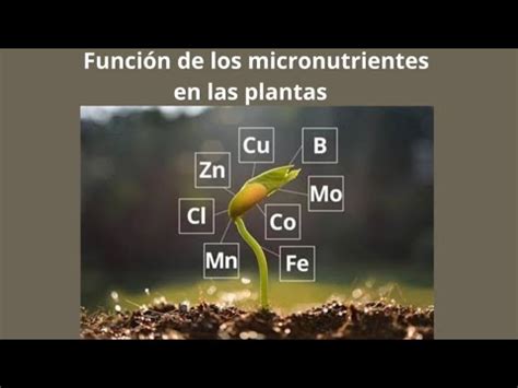 Funci N De Los Micronutrientes En La Nutrici N De Las Plantas