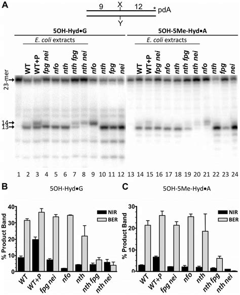 Dna Repair Activities Towards Pyrimidine Derived Hydantoins In E Coli