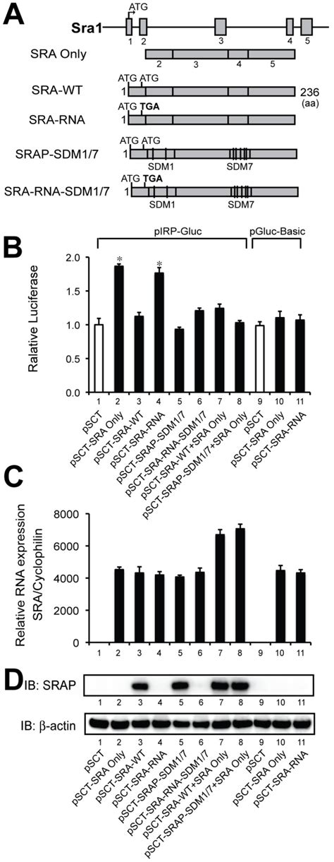 A Schematic Presentation Of The SRA1 Gene And Expression Constructs