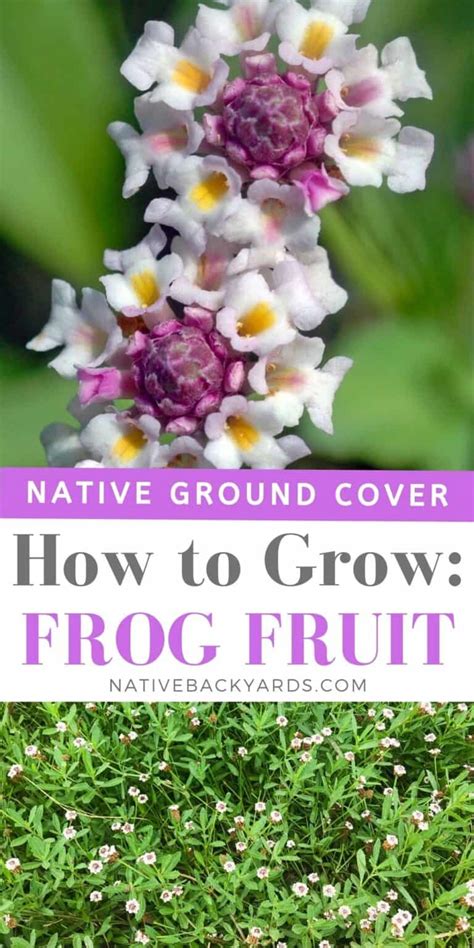 Frog Fruit: My Favorite Native Ground Cover - Native Backyards