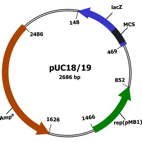 What Is The Difference Between Cloning Vector And Plasmid Vector Pediaa