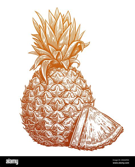 Hand Drawn Sketch Pineapple With Slice Eco Fresh Food Tropical Fruit