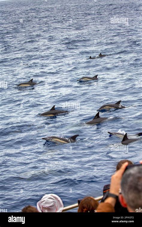 Portugal Azores Sao Miguel Island Ponta Delgada Whale Watching And