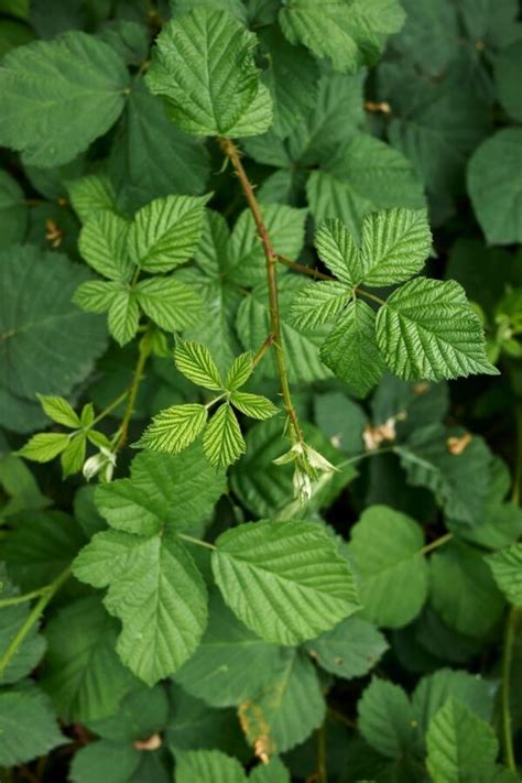 Les Ronces Envahissent Votre Jardin Voici Une Solution Naturelle Pour