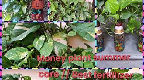 How To Grow Money Plantscomplete Guide Money Plantsnature Naturelovers Trending Youtube