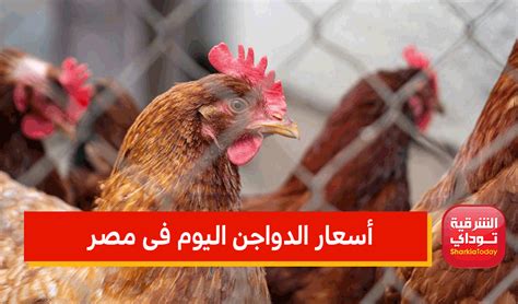 خراب بيوت مستعجل ارتفاع كبير في أسعار الدواجن اليوم فى مصر تعرف على