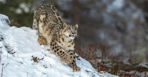 Snow Leopard Chasing Mountain Goat