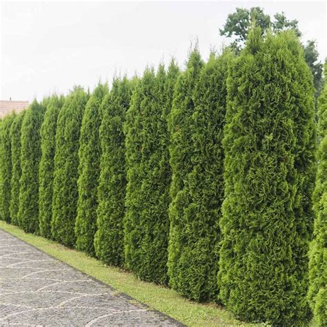 Tall Outdoor Plants for Landscaping | The Family Handyman