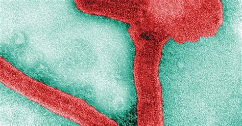 Cdc To Warn Some Travelers To Watch For Marburg Virus Symptoms As It