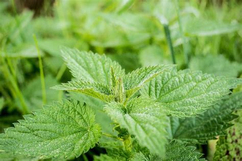 ORTIGA Propiedades y Beneficios Plantas Curativas ATRÉVETE