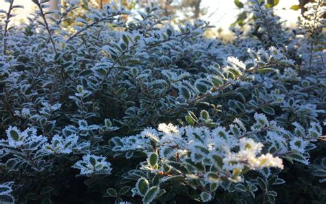 Plant Review: Holly Shrubs and Trees Part One | Duncan Nursery