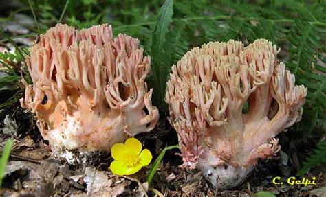 Ramaria formosa SOCIEDAD MICOLÓGICA EXTREMEÑA