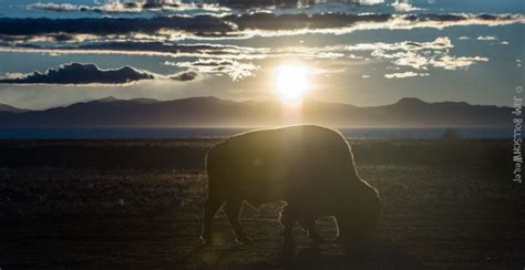 Wildlife photography, Antelope island, Wildlife