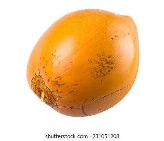 58 Malayan Yellow Dwarf Images Stock Photos Vectors Shutterstock