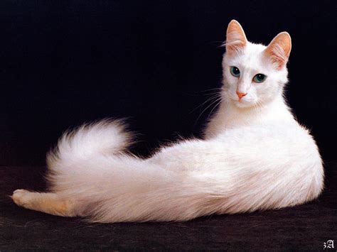 О, тези прекрасни котки! – За всички любители на котките.