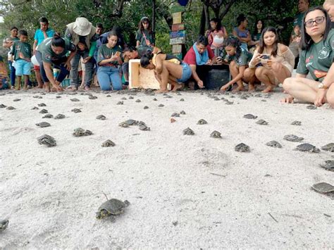 Mais De Mil Filhotes De Quel Nios S O Devolvidos Natureza Na Rds