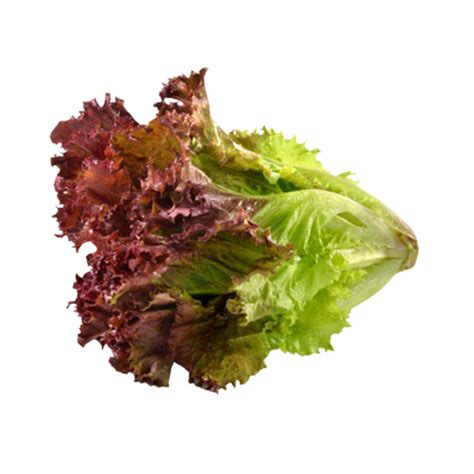 Natural Lettuce Lollo Rosa Bali Direct Bali S Online Whole Foods Store