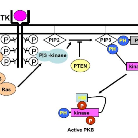 Regulation of the PDH complex-is tightly regulated by PDH kinases (PDK... | Download Scientific ...