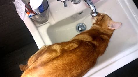 Pussy Licking YouTube