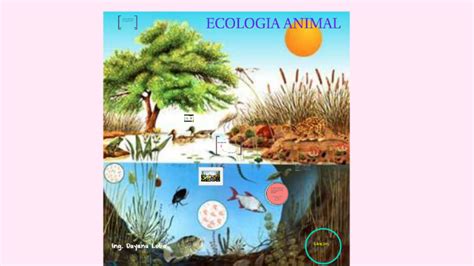 ECOLOGIA ANIMAL by dayana lobo suarez on Prezi