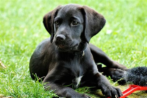 The Most Popular Dog Breeds of 2020 - True Country 93.5