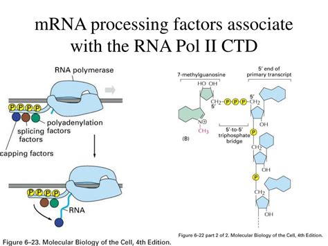 Ppt Chapter 6 How Cells Read The Genome From Dna To Protein Powerpoint Presentation Id1392005