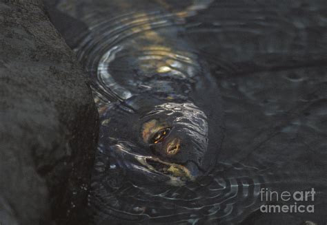 Spawned-out Salmon Photograph by Ron Sanford - Pixels