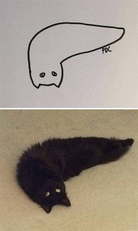 Funny Cat Drawing at PaintingValley.com | Explore collection of Funny ...