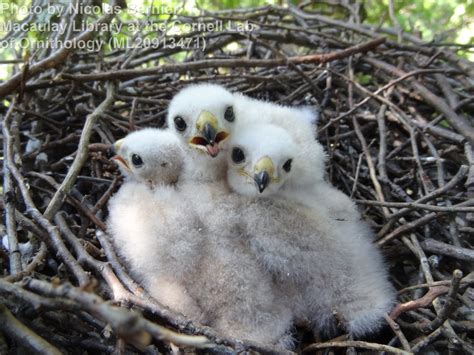 Sharp-shinned Hawk - East Cascades Bird Alliance