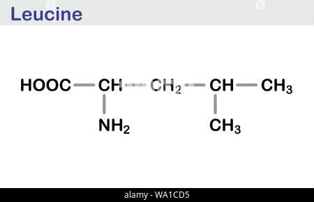 Leucine (l-leucine, Leu, L) amino acid molecule. Skeletal formula Stock ...