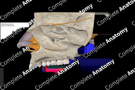 Olfactory Nerve | Complete Anatomy