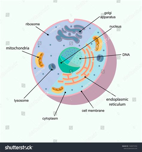 Organelle Picture With Labels Bmp Get