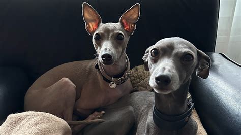 5 Pros And Cons Of Owning Two Italian Greyhounds