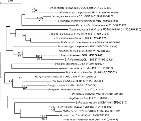 Phylogenetic Tree Based On 16s Rrna Gene Sequences And Constructed