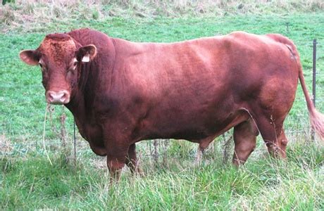 South Devon Cattle Breeders' Society of South Africa