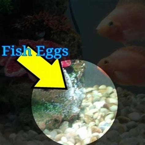 What aquarium fish lay eggs? - DIY Seattle