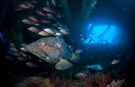 Ss Yongala Wreck Dive East Coast Tours Australia