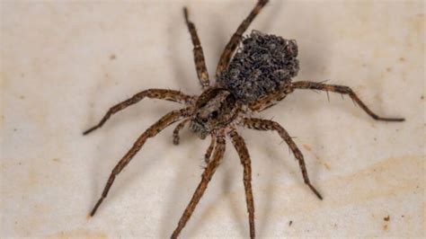 spiders facts characteristics behavior diet