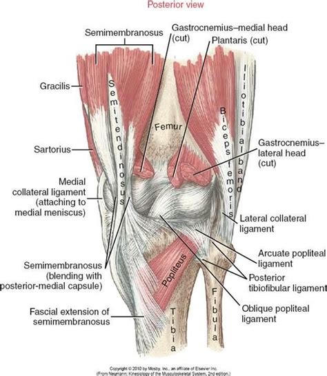 Kins Chapter Knee Flashcards Chegg Medical Anatomy