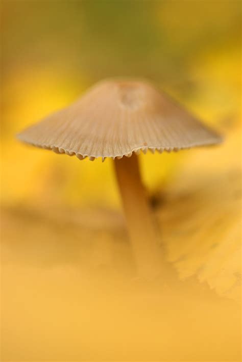 Im gelblichen Laub Forum für Naturfotografen