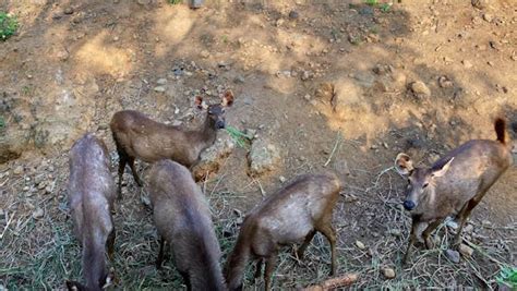 Deer Eating Grass Free Stock Video Footage, Royalty-Free 4K & HD Video Clip