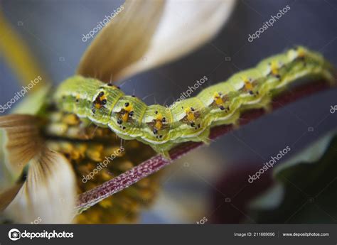 Close View Hairy Green Poisonous Caterpillar Flower Stock Photo by ...