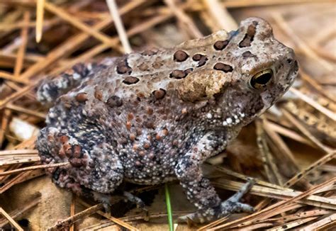 American Toad: A Hidden Gem of North American Wildlife