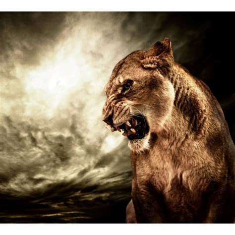 Lioness Roaring Wall Poster